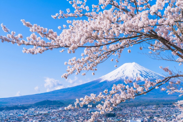 桜の花と富士山