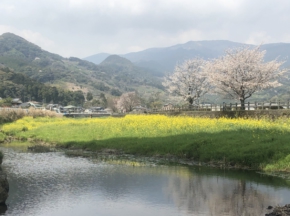 お花見スポット