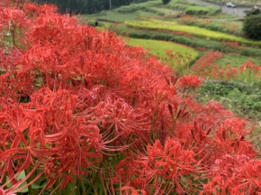 ひがん花の里